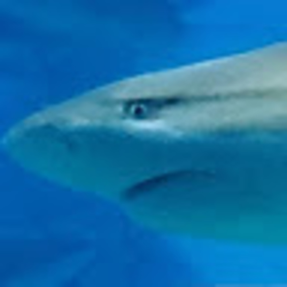 Meet your Posher, Goodnight